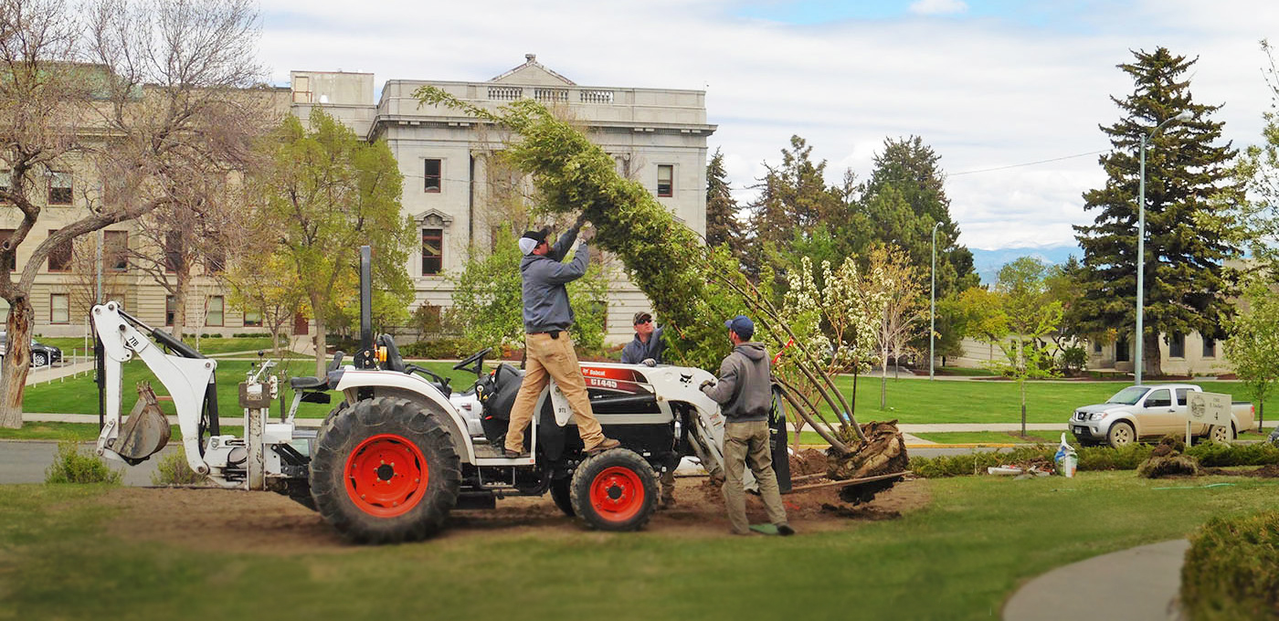 Image of Capitol Facilities crew planting a tree.