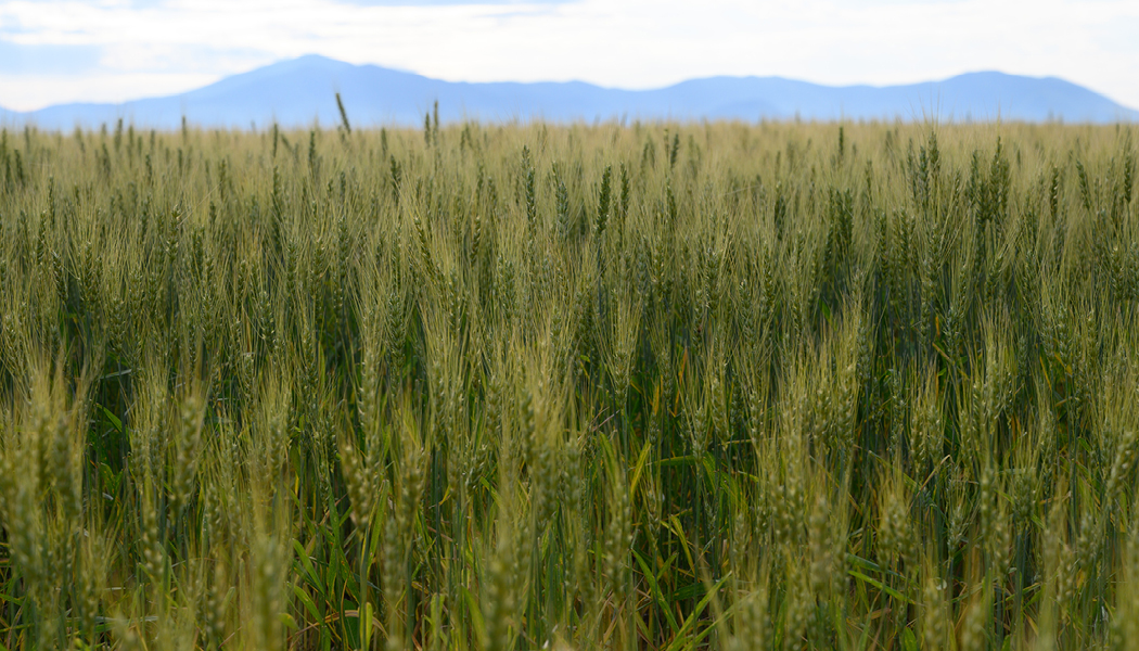 Business Card Template Montana Department of Agriculture Wheat and Barley Committee Option 3 Back