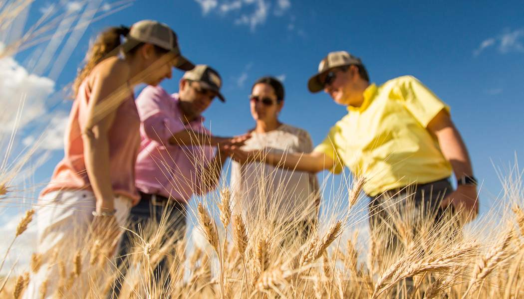 Business Card Template Montana Department of Agriculture Wheat and Barley Committee Option 3 Back