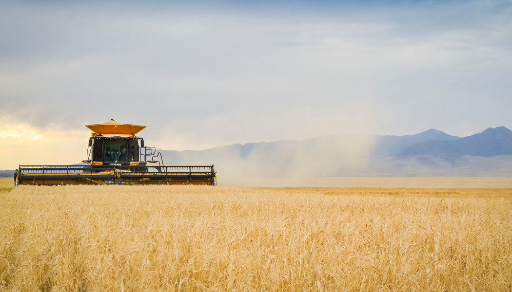 Business Card Template Montana Department of Agriculture Wheat and Barley Committee Option 3 Back